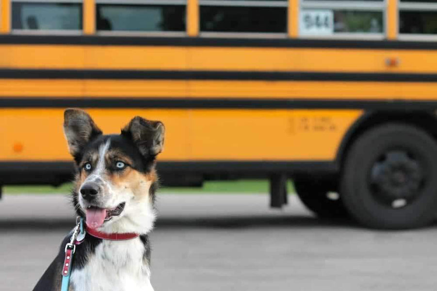 Back To School Effects Your Dog Too
