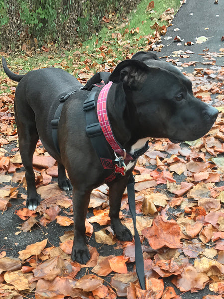 Dog Friendly Fall Trips Pennsylvania Edition