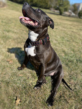 Load image into Gallery viewer, GEARTAC EXTREME 1.5" COLLAR