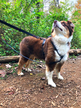 Load image into Gallery viewer, gearatc double ended training leash for directional training and extra support for walking two dogs