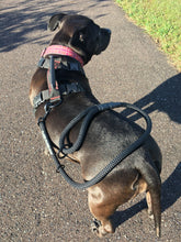 Load image into Gallery viewer, gearleash II the worlds strongest rope leash made from 5/8" dacron anti stretch rope is super strong made from military grade load holding rope