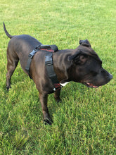 Load image into Gallery viewer, Geartac Systems XBody heavy duty dog harness with handle and awesome orthopedic design