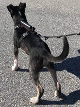 Load image into Gallery viewer, Geartac Systems XBody heavy duty dog harness with handle is great for training young dogs