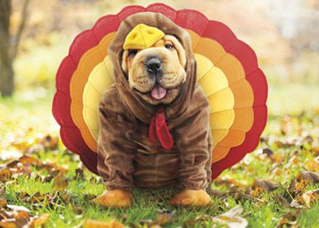 BFCM Thanksgiving Tips for Dog Owners Geartac News