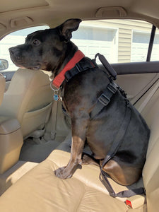 geartac auto belt seatbelt restraint system for your dog